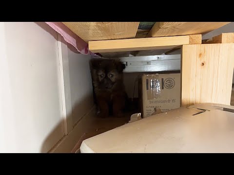Видео: Мы взяли щенка, но он никогда не смел поднять на нас взгляд...