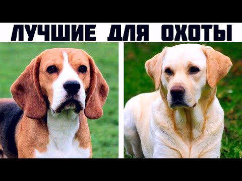 Видео: 7 Лучших охотничьих пород собак с невероятным нюхом