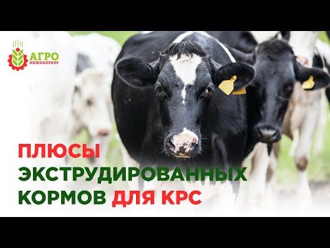 Видео: Преимущества экструдирования кормов для КРС. Как улучшить качество корма.