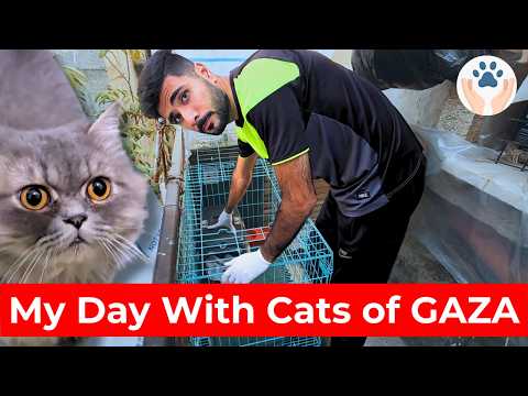 Видео: Ежедневная рутина ухода за кошками Газы 😻 С утра