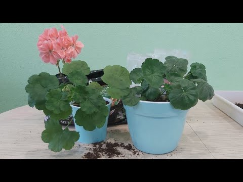 Видео: Готовлю пеларгонии к весеннему цветению. Пересадка взрослых кустов и черенков. Какой грунт использую