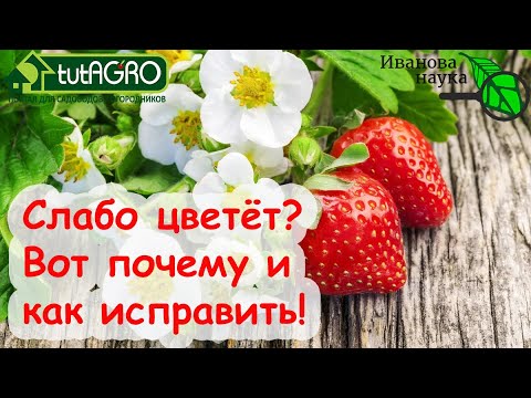 Видео: А ВЫ ЗНАЛИ? ВОТ почему ЗЕМЛЯНИКА и КЛУБНИКА плохо цветут! Как заставить ягодник цвести лучше?