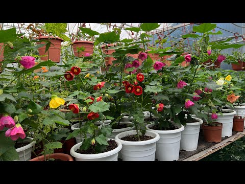 Видео: Бөлмө гүлү Абутилон гүлү боюнча кенен маалымат.