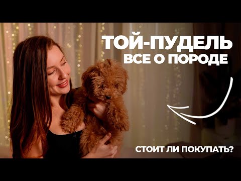Видео: Той-пудель - все о породе! Кому подойдет? | Стоит ли покупать? Как дрессировать собаку? |  Мой опыт.