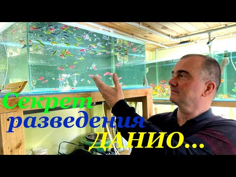 Видео: Данио глофиш размножение Как размножаются данио Нерест данио