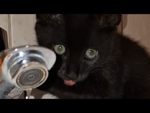 Видео: 💦🐾водные процедуры💦🐾.автор музыки Алексей Рыбников