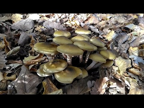 Видео: ОПЯТА, РЫЖИКИ, ГИГРОФОРЫ, РЯДОВКА. А также редкие грибы. 20 октября 2021 года.