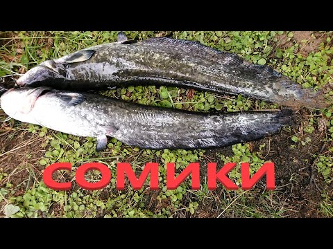 Видео: ПЕРЕМЕТ НА СОМА РЫБАЛКА ОТДЫХ НА  КАМЕ