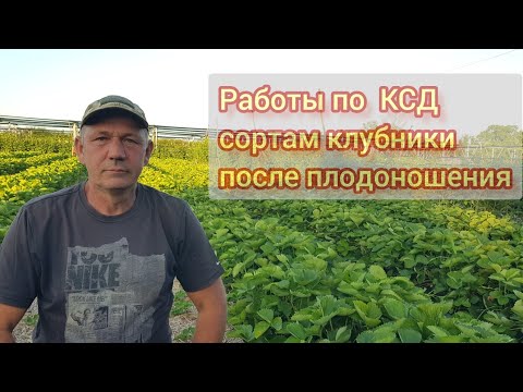 Видео: Что мы делаем с КСД сортами клубники после плодоношения