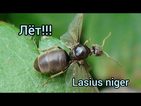 Видео: Лёт Муравьёв! В поисках заветных королев! Лазиус Нигер!