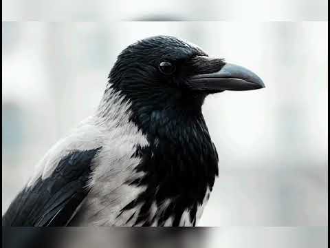 Видео: Спостереження за вороною