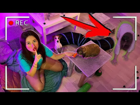Видео: СТРАШНАЯ НОЧЬ В КОМНАТЕ ПИТОМЦЕВ - МИСТИКА | Elli Di Pets