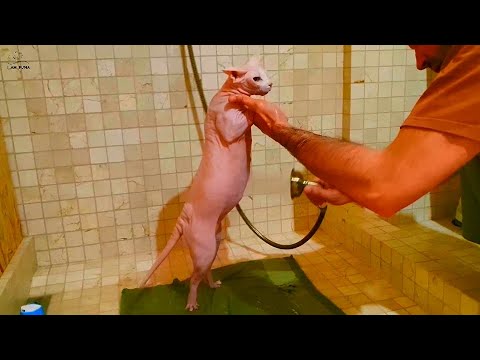 Видео: Сфинкс зовет на помощь))