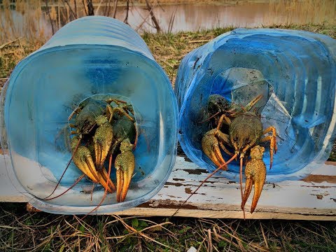 Видео: ЛОВЛЯ КРУПНЫХ РАКОВ на примитивную снасть