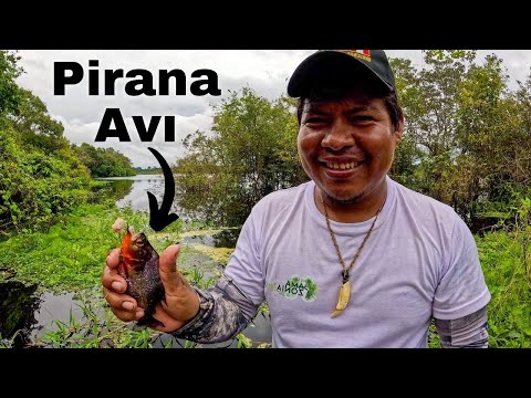 Видео: Охота на пираний в Амазонке! Опасная река Амазонка!