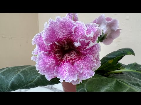 Видео: Глоксиния, укоренение ростков! Распаковка посылки с Пеларгонией