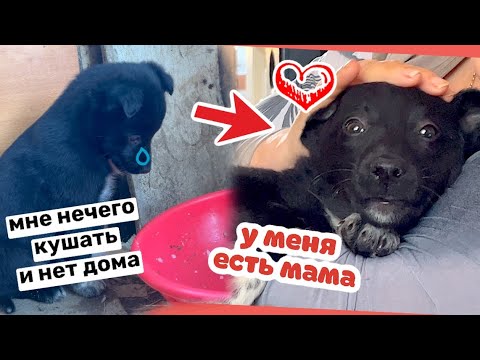 Видео: Голодный бездомный щенок обрёл счастье. Невероятная история…