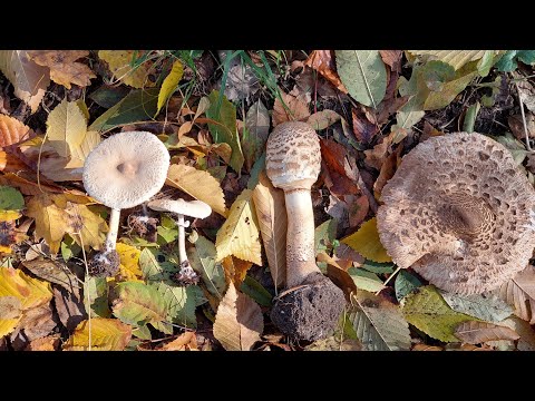 Видео: 4 вида зонтиков и полная корзина!!! Ядовитый вид зонтиков.