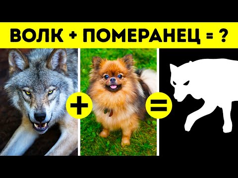Видео: Почему собаки так отличаются друг от друга, а кошки - нет?