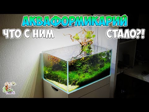 Видео: АКВАФОРМИКАРИЙ ● Что с ним стало?! ● ФИНАЛ