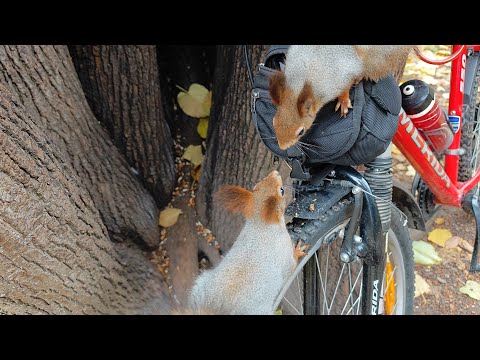Видео: Месть белки! 🤔🎧🤣 Squirrel's revenge!