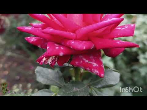 Видео: Полюбуемся на розы в октябре! 