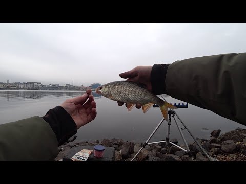 Видео: Плотва на фидер по холодной воде локация "Локоматив"#Днепр#Киев#Ноябрь 2025