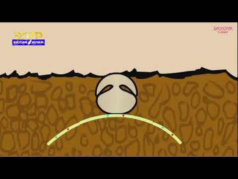 Видео: 6-класс | Биология  | Калпактуу козу карындар. Бубак жана баштыкчалуу козу карындар жана ачыткычтар