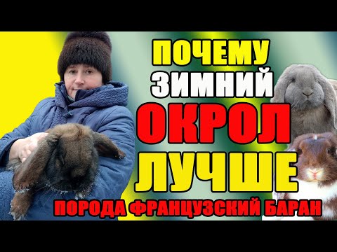 Видео: Почему зимой ЛУЧШЕ ОКРОЛ. Кролики породы Французский Баран.