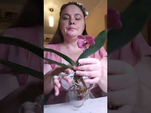 Видео: Моя посадка азиатских растений #orchid  #обзорорхидей #цветущиеорхидеи #пересадкаорхидей #volgograd 