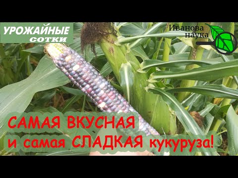 Видео: Даже КОРМОВАЯ КУКУРУЗА будет СЛАДКОЙ! Вот главный секрет!