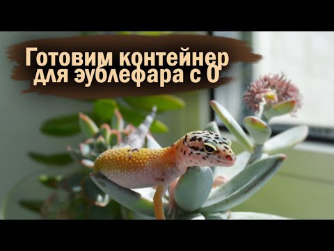 Видео: КУПИЛА НОВОГО ЭУБЛЕФАРА | МАЛЬЧИК ИЛИ ДЕВОЧКА?
