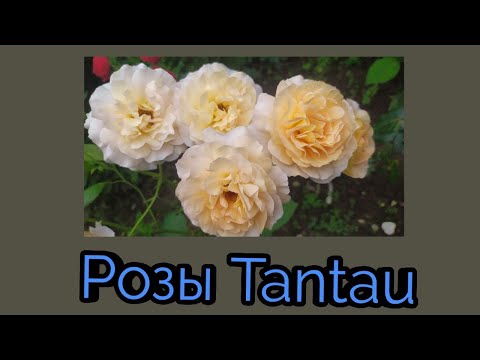 Видео: Любимые розы Tantau. Сад в Ленинградской области.