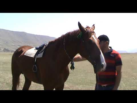 Видео: Конные скачки в с. Хунзах, 2014 год.