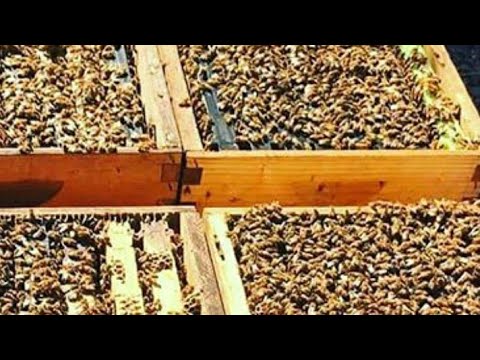 Видео: Чикор кардем ки мо замбури ассалро аз як кути  се кути кардем