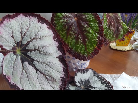 Видео: Распаковка посылочки с бегониями ☘️🌿☘️#garden #бегония #обзорпосылки 