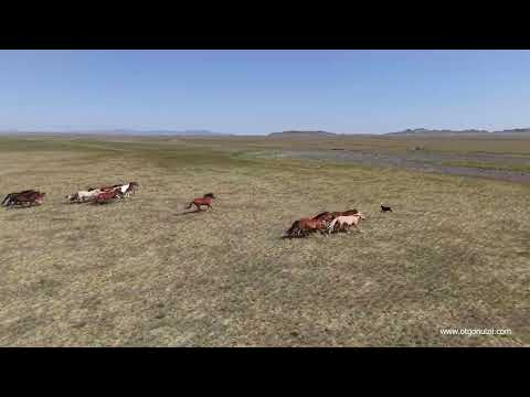 Видео: Анх дрон харсан говийн адуун сүрэг