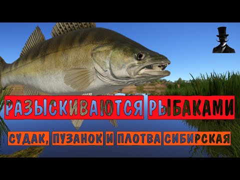 Видео: Разыскиваются рыбаками. Судак, пузанок и плотва сибирская. Русская Рыбалка 4.