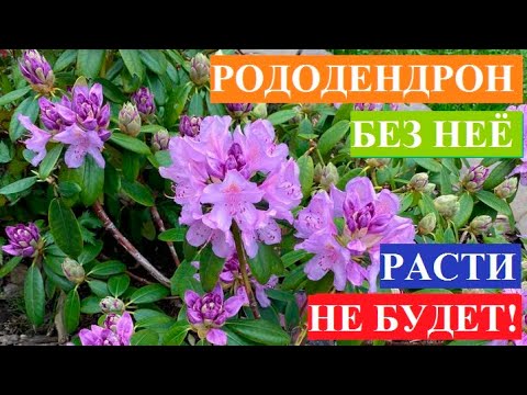Видео: Без неё рододендрон расти не будет!!!
