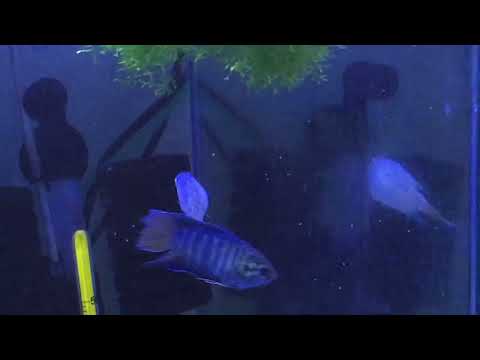 Видео: #Pigeons.Не навредить. 