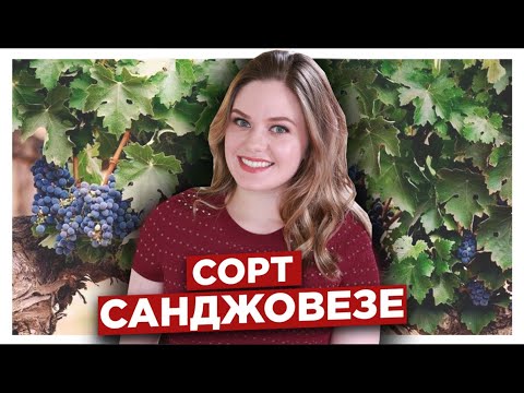 Видео: Санджовезе- главный сорт винограда в Италии | Вина из сорта Sangiovese