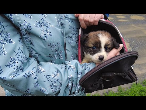 Видео: Этот щеночек махал хвостом, чувствуя что его заберут домой!