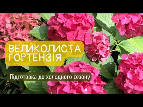 Видео: Гортензія великолиста. Підготовка до холодного сезону