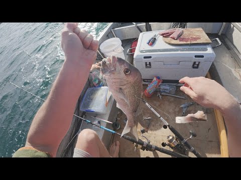 Видео: Копчение гигантской королевской рыбы на рифе Ли + огромная стая дельфинов - залив Хаураки - Фиран...