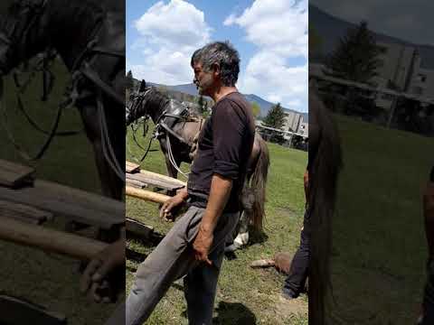 Видео: наи силните коне във анезица