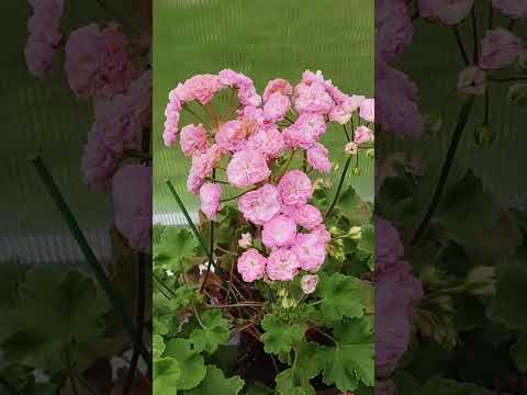 Видео: Обзор цветущих пеларгоний. Часть 2🌸🌹🌺🌿😊