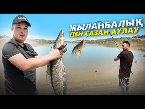 Видео: ӨЗЕННІҢ БАЛЫҚТАРЫ, САЗАН, ЖЫЛАНБАЛЫҚ. КИІКТЕН ҚУЫРДАҚ