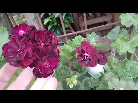 Видео: Пеларгония Royal Black Rose (Блэк Роуз), РАС Tomcat (Том Кэт) на 1:45 минуте и многие другие летом.