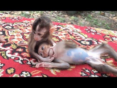 Видео: ЧТО НЕ ТАК С ЭТИМ ДЕТЕНЫШЕМ ОБЕЗЬЯНКИ С КРОШЕЧНЫМ ХВОСТОМ?