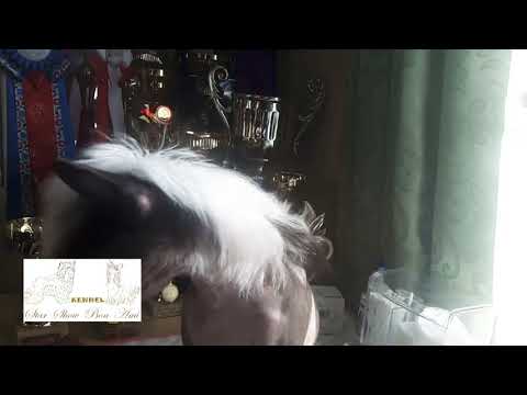 Видео: Как подклеить (поставить) уши китайской хохлатой собаке.